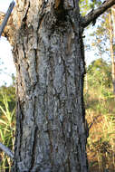 Image of Benguet Pine