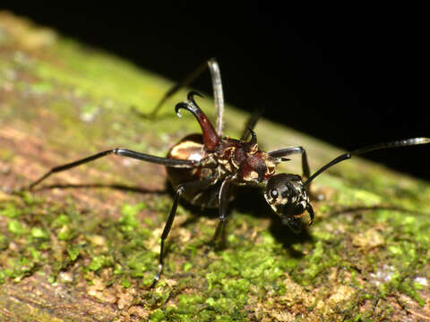 Image de Polyrhachis olybria Forel 1912