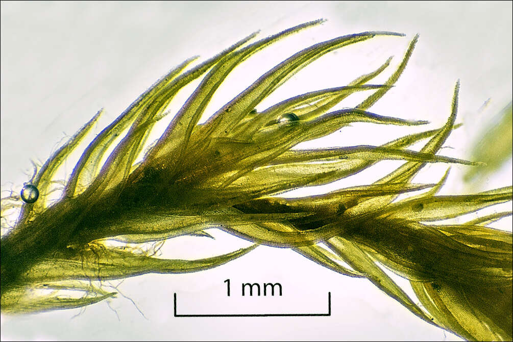 Image of ceratodon moss