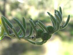 Image of Chenopodiaceae