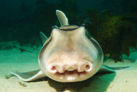 Image of Port Jackson Shark