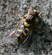 Image of Dasysyrphus