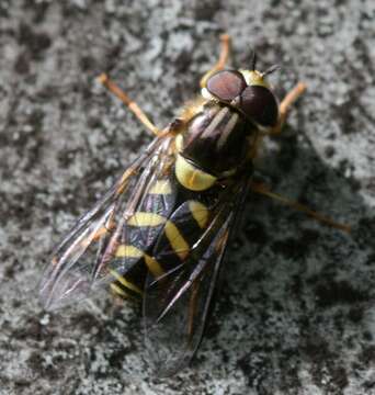 Image of Dasysyrphus albostriatus (Fallen 1817)