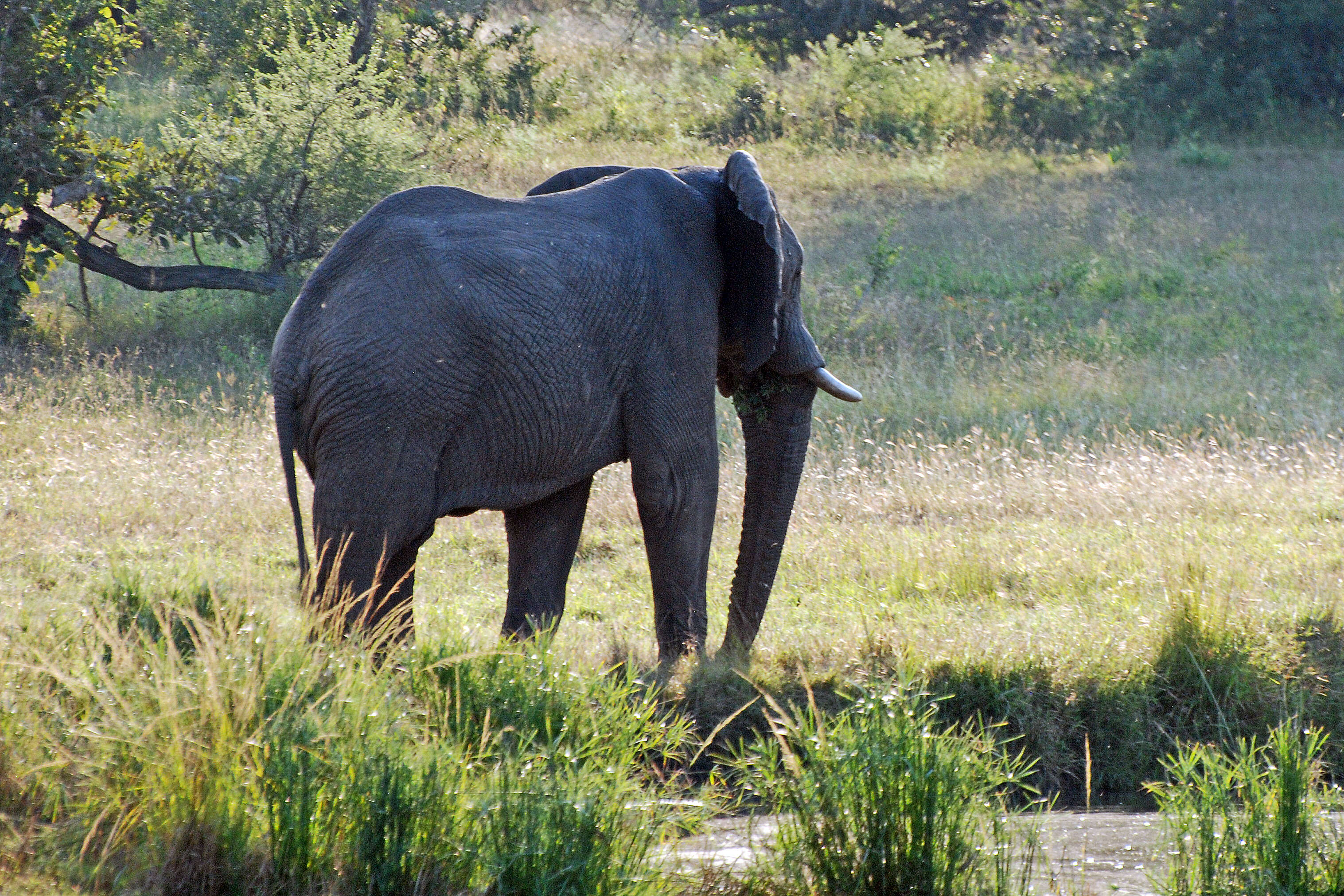 Image of African bush elephant