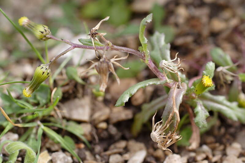 Image of ragwort