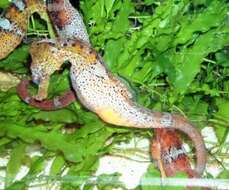 Image of Long-snout Seahorse