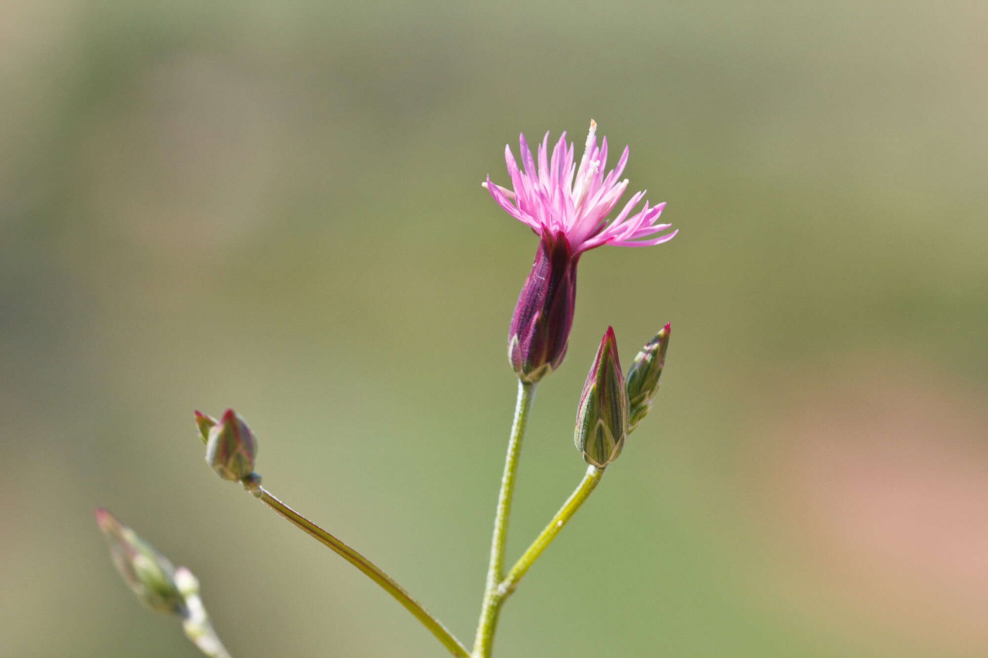 Image of crupina