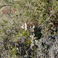 Image of pig's ear