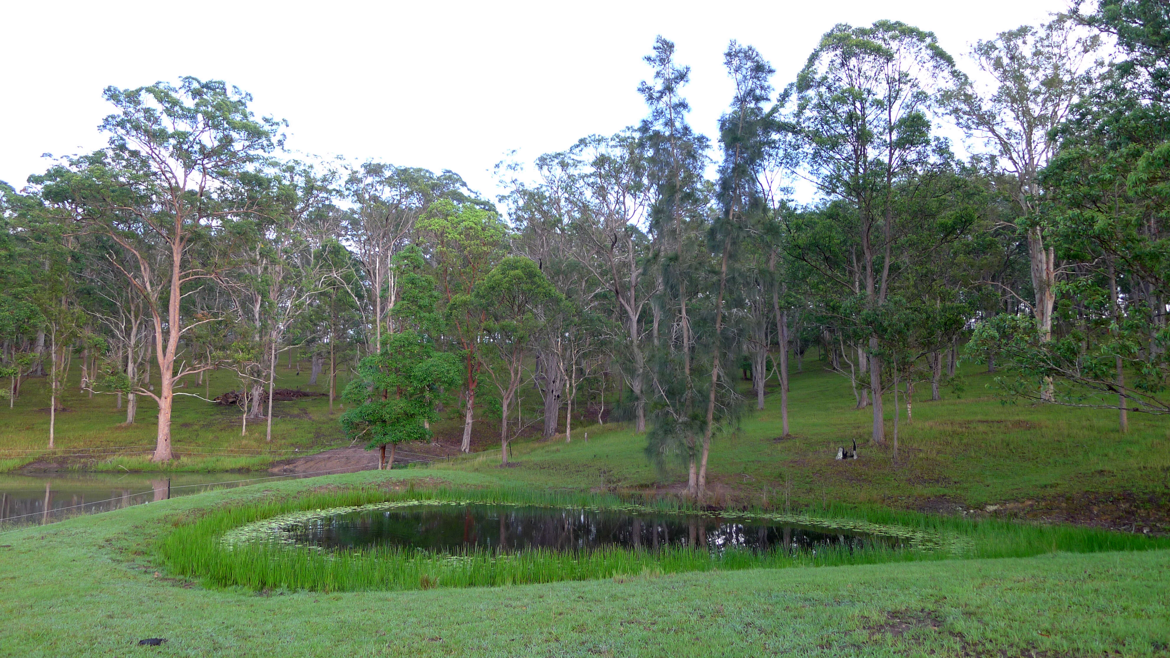 Imagem de Casuarina glauca Sieber