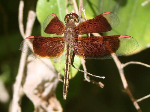 Image of Neurothemis Brauer 1867