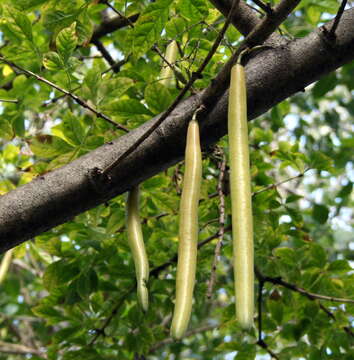 Image of candle tree