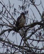 Image of Buteo Lacépède 1799