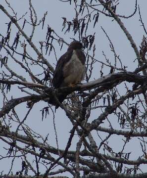 Image of Swainson's Hawk