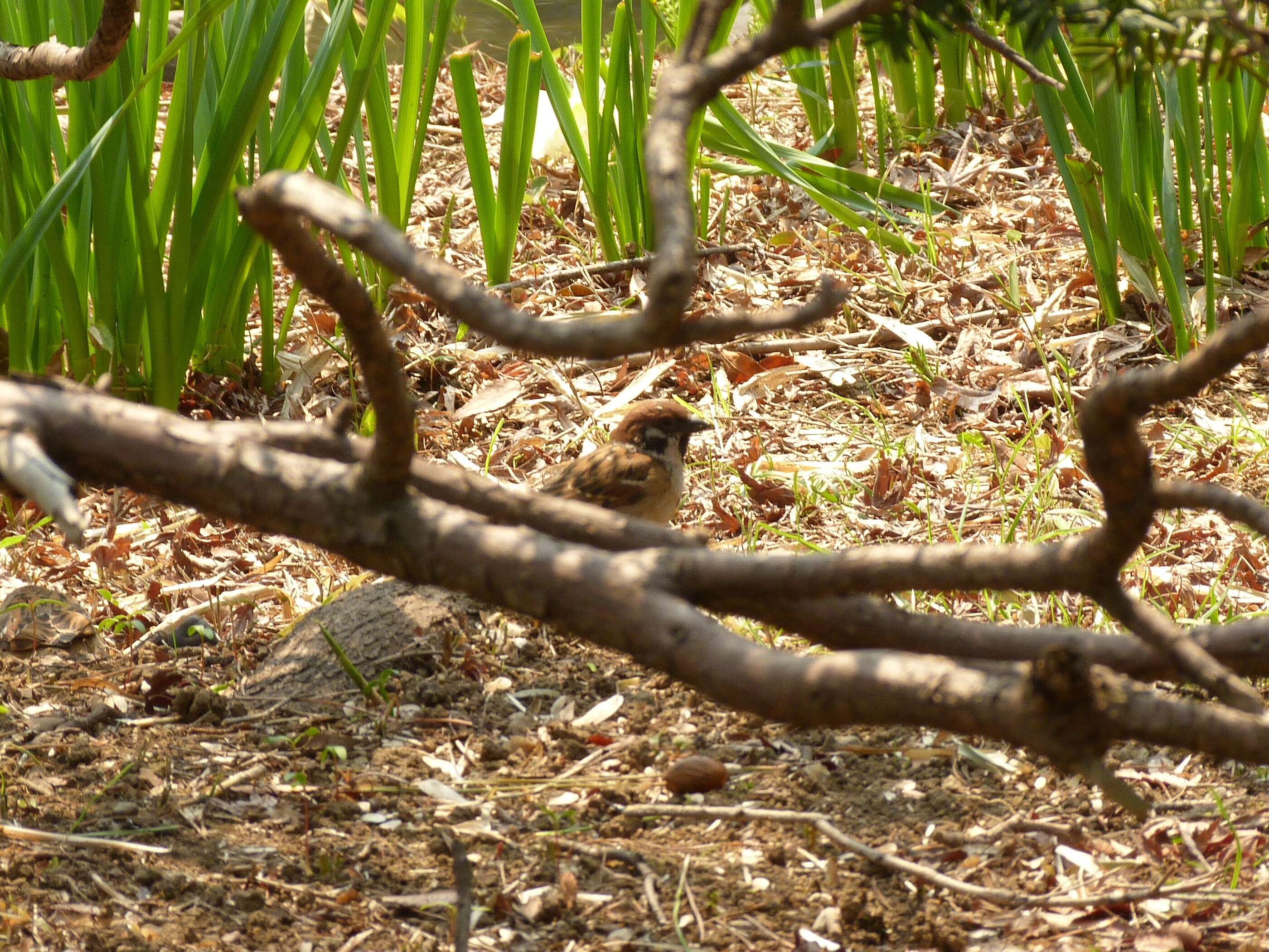 Image of Eurasian Tree Sparrow