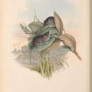 Plancia ëd Sminthopsis fuliginosus (Gould 1852)