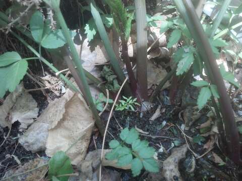 Image of spotted water hemlock