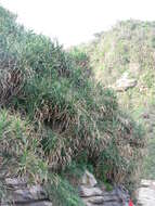 Image of Pandanaceae