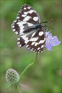 Image of Melanargia