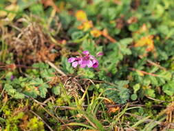 Image of stork's bill