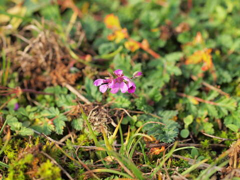 Imagem de Erodium cicutarium (L.) L'Her.