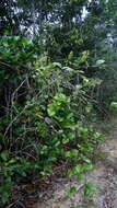 Image of Mikania salzmanniifolia DC.