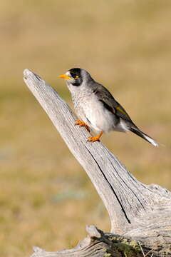 Image of Noisy Miner