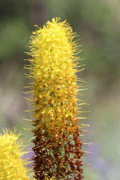 Plancia ëd Eremurus stenophyllus (Boiss. & Buhse) Baker