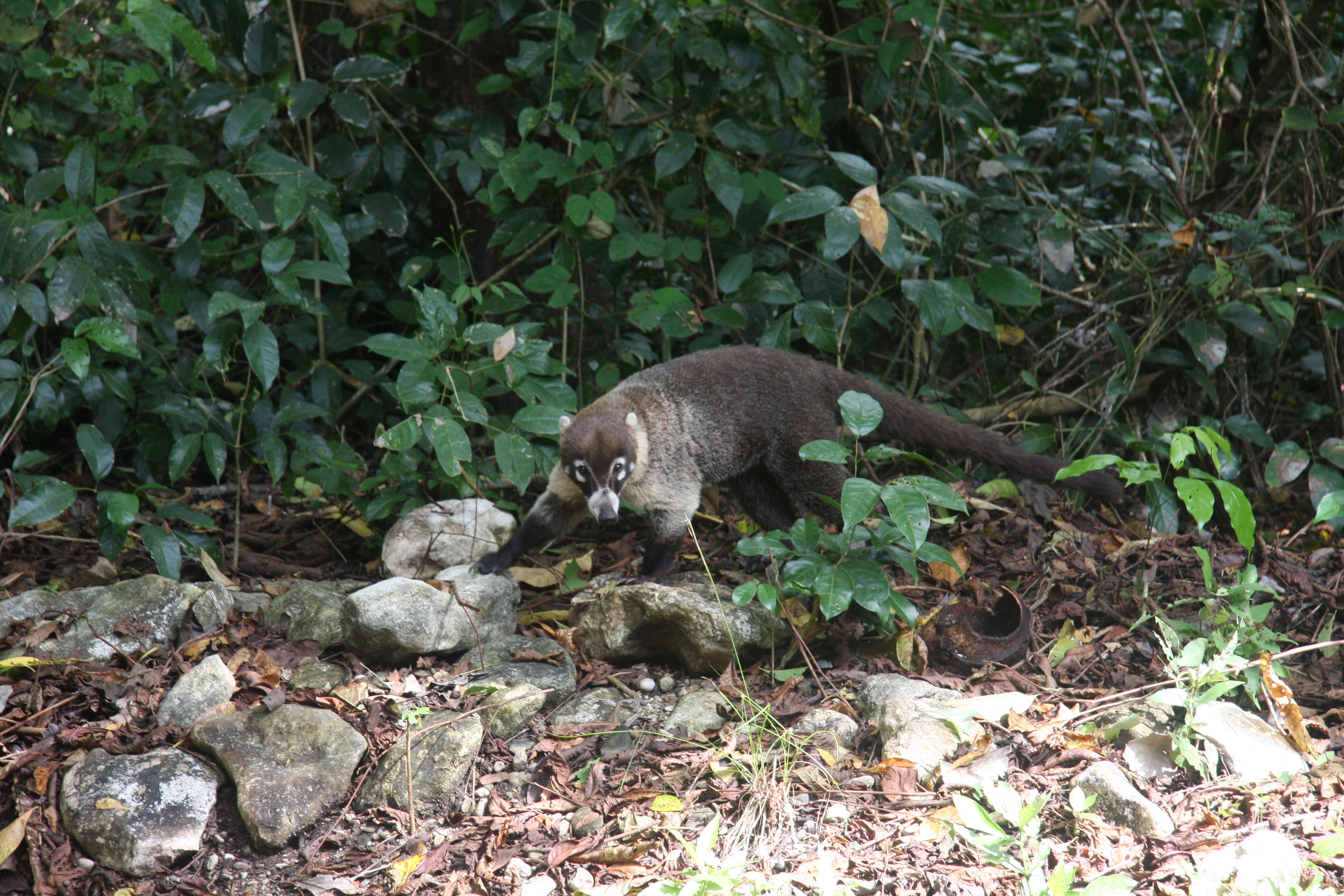 Image of Coati