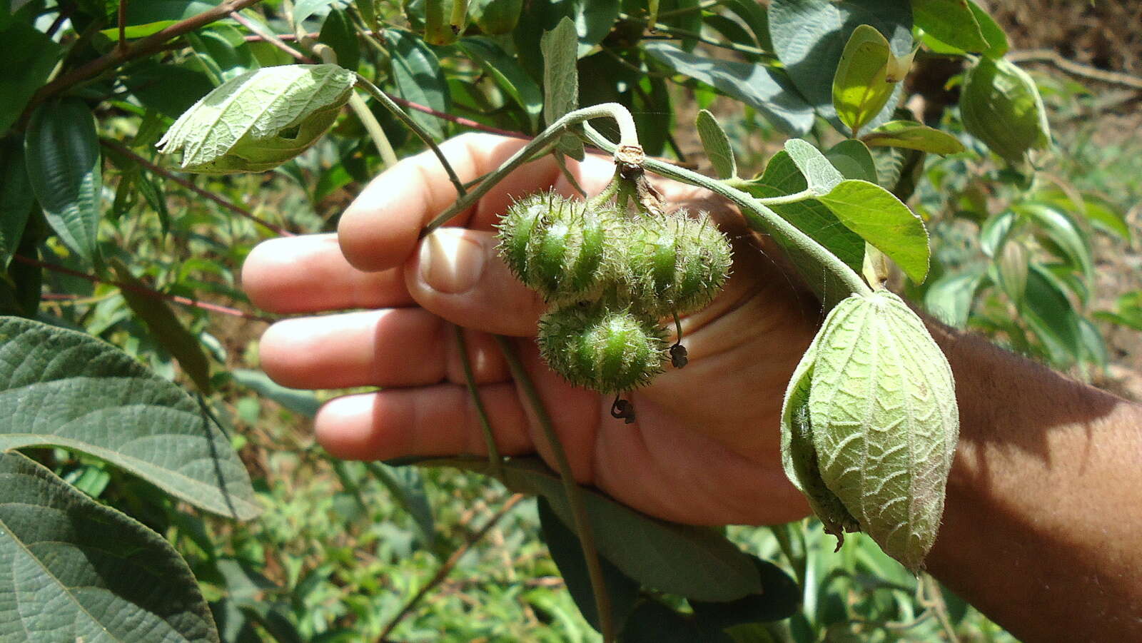 Image of Dalechampia tiliifolia Lam.