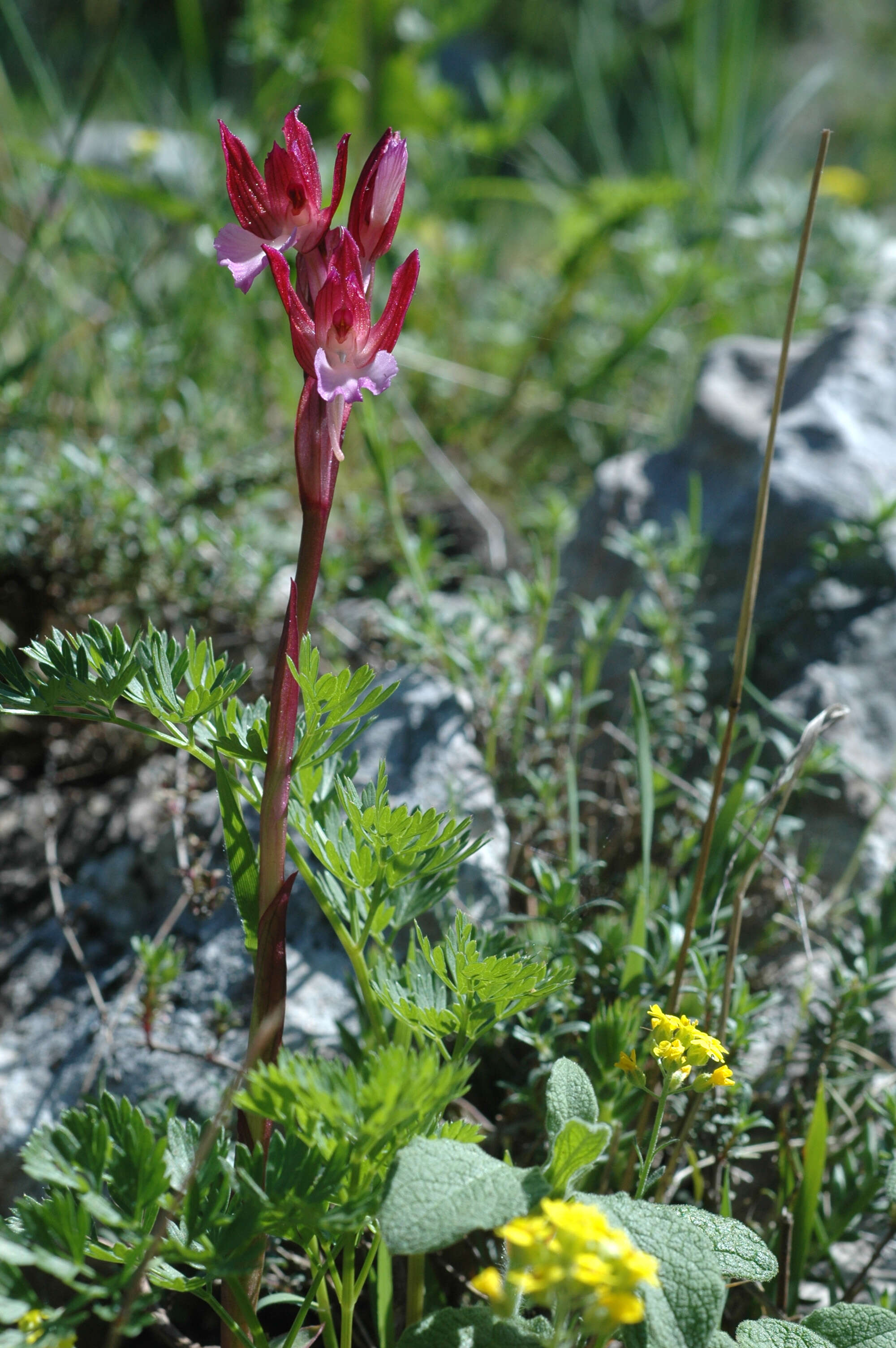 Image of Butterfly orchid