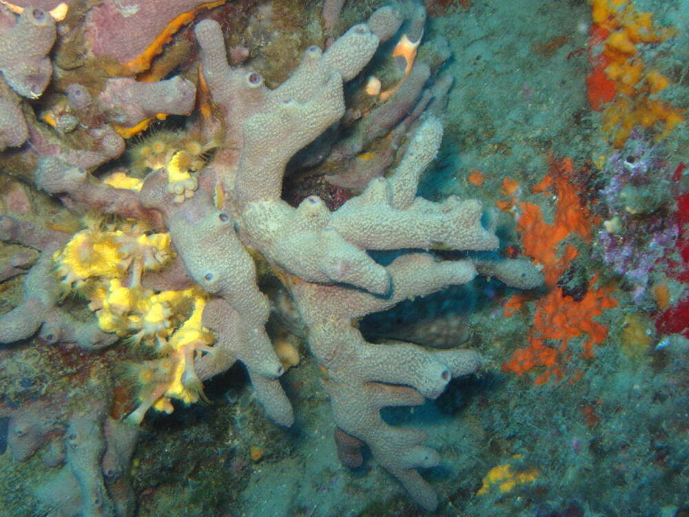 Image of Porifera