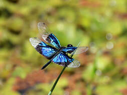 Image of Rhyothemis resplendens Selys 1878