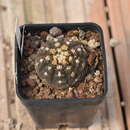 Image of Gymnocalycium ragonesii