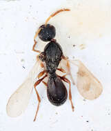 Image of platygastrids