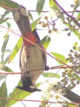 Image of Red-whiskered Bulbul