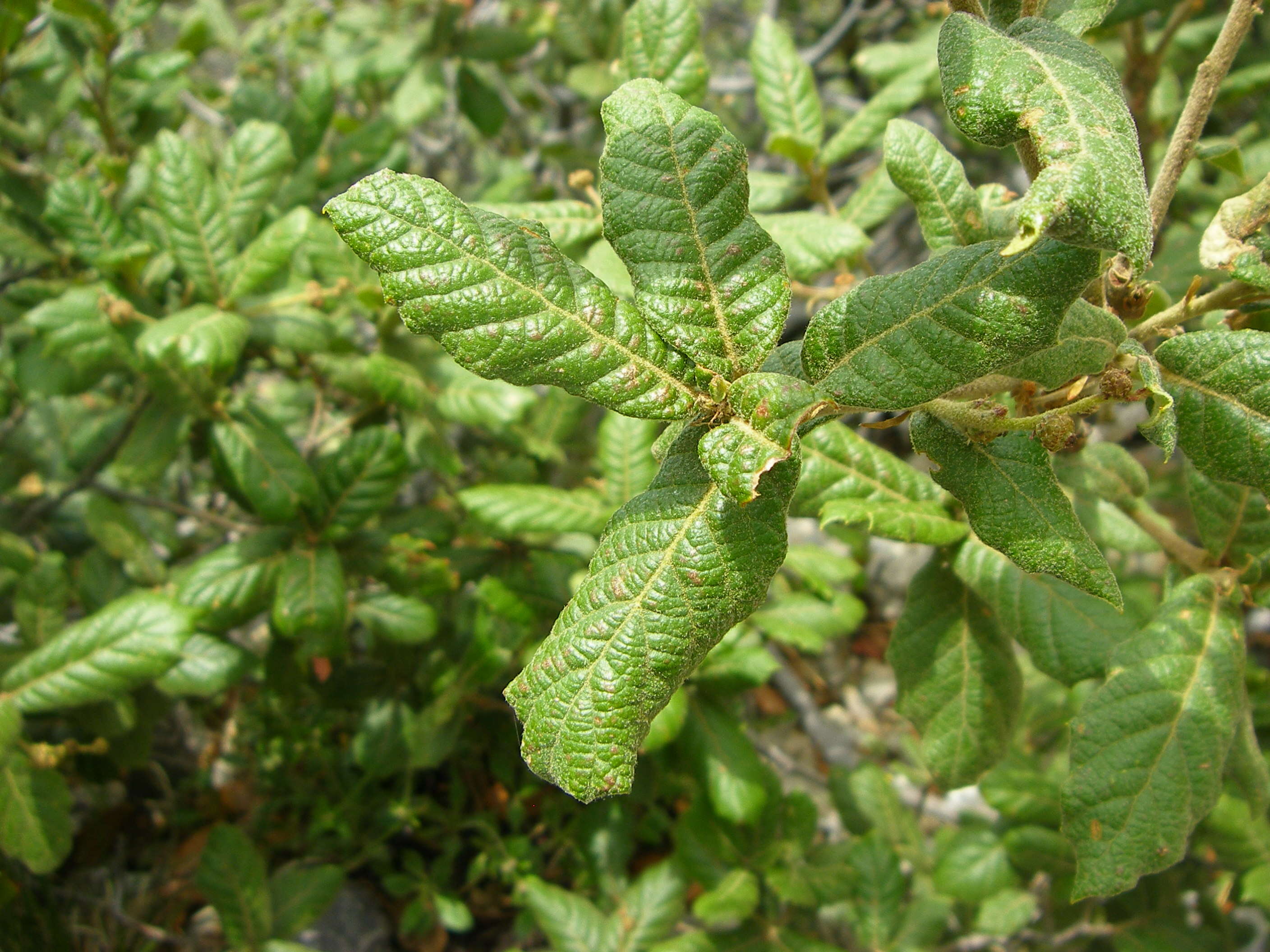 Image of netleaf oak