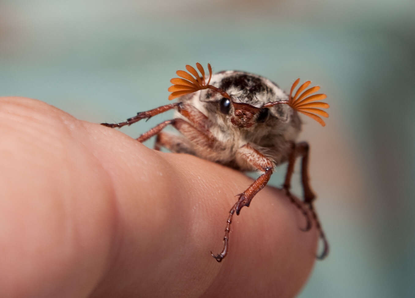 Image of Common cockchafer