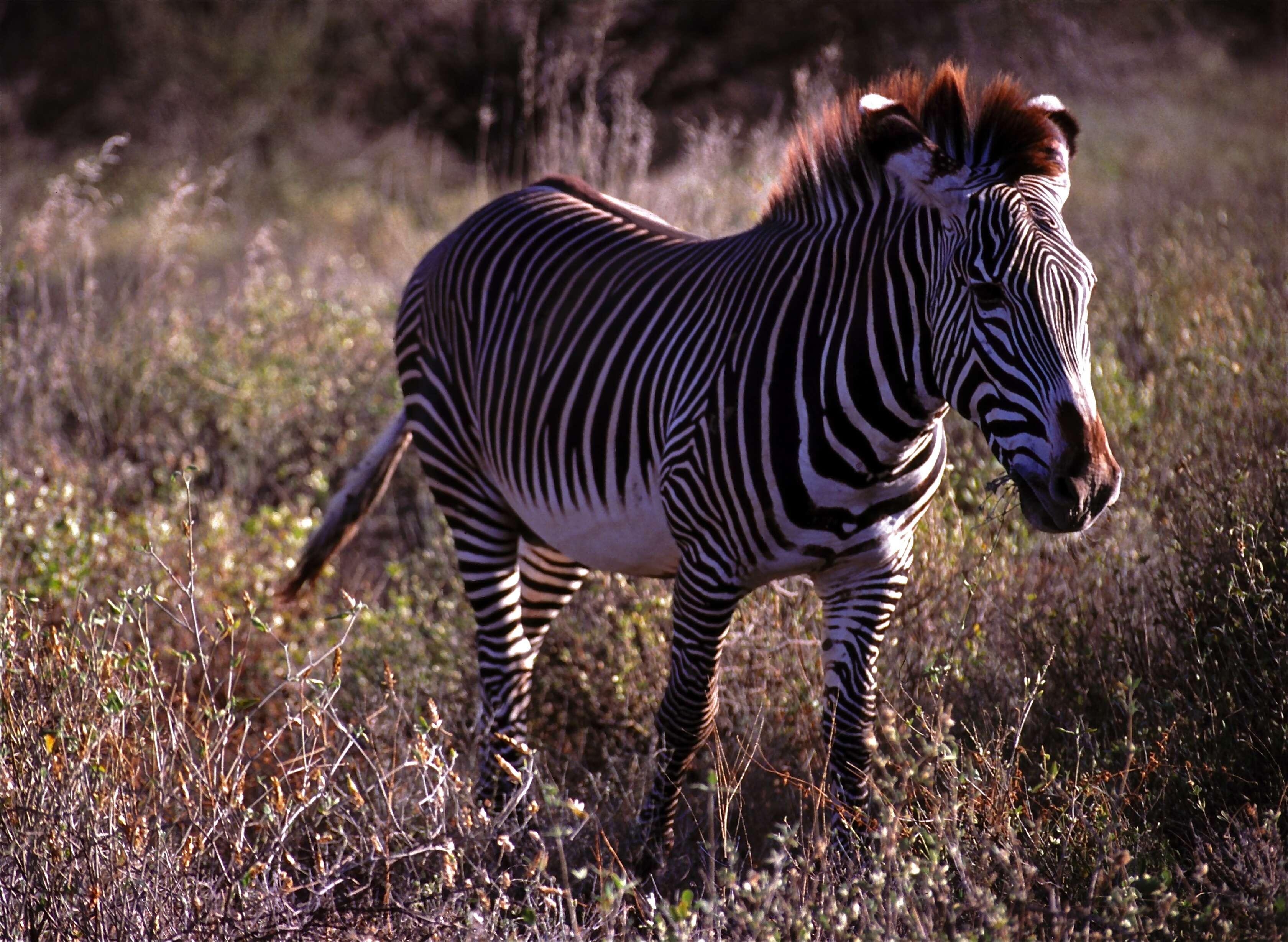 Image of zebra