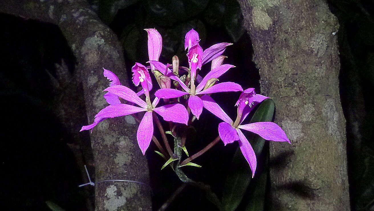 Image of Epidendrum flexuosum G. Mey.