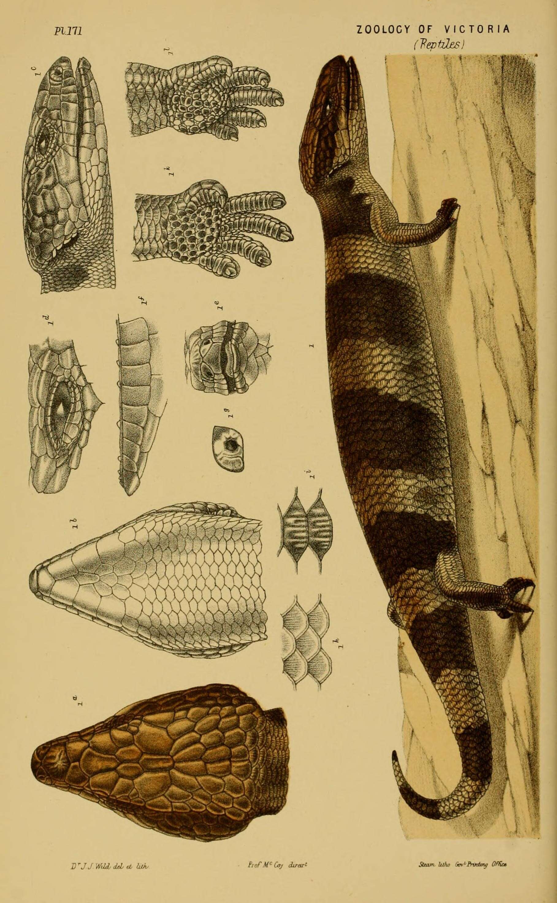 Image of Blue-tongued Skinks