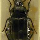 Image of Hegeter costipennis