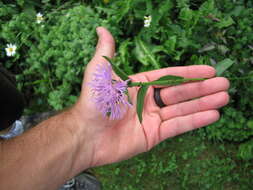 Image of knapweed