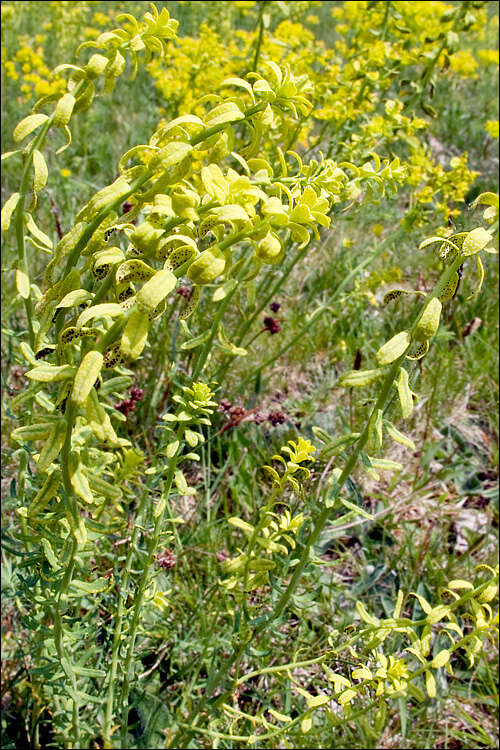 Plancia ëd Uromyces pisi-sativi (Pers.) Liro 1908