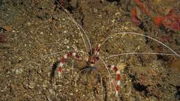 Image of coral shrimps