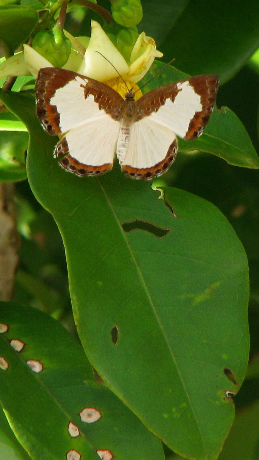 Image of Synargis calyce (Felder & Felder 1861)