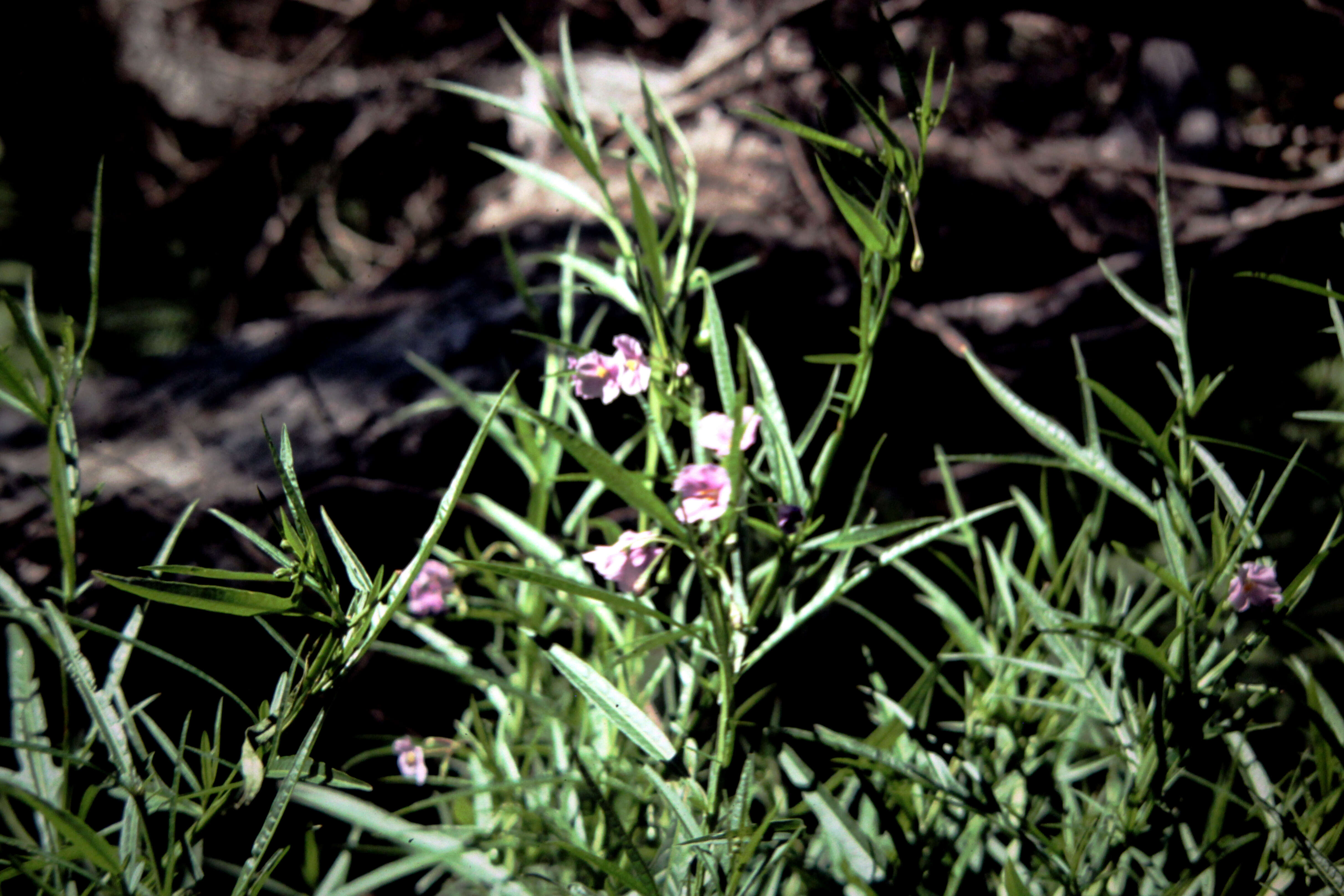 Image of Solanum vescum F. Müll.