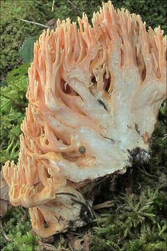 Слика од Ramaria neoformosa R. H. Petersen 1976