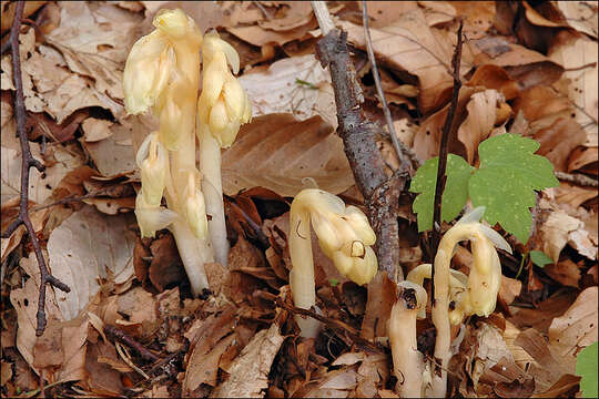 Imagem de Hypopitys monotropa subsp. hypophegea (Wallr.) N. N. Tzvelev