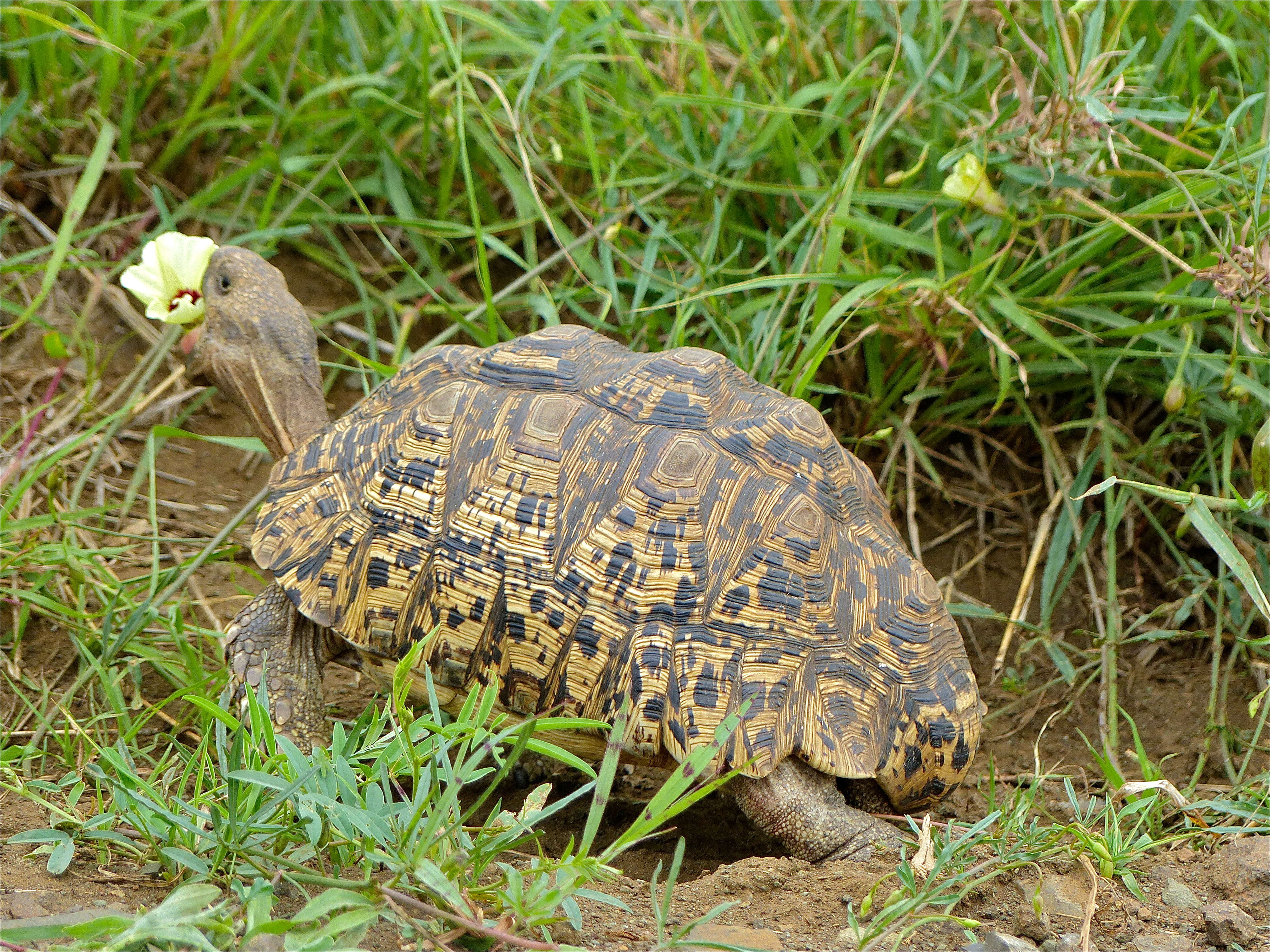 Sivun Stigmochelys kuva