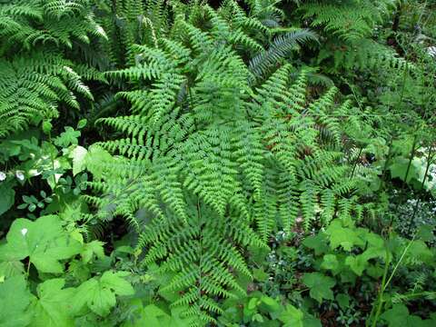 Image de Pteridium latiusculum subsp. pubescens (Underw.)